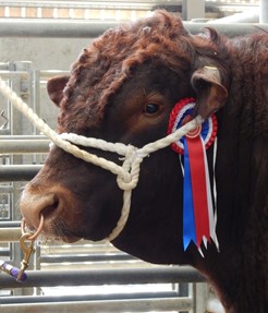Champion Sussex Bull