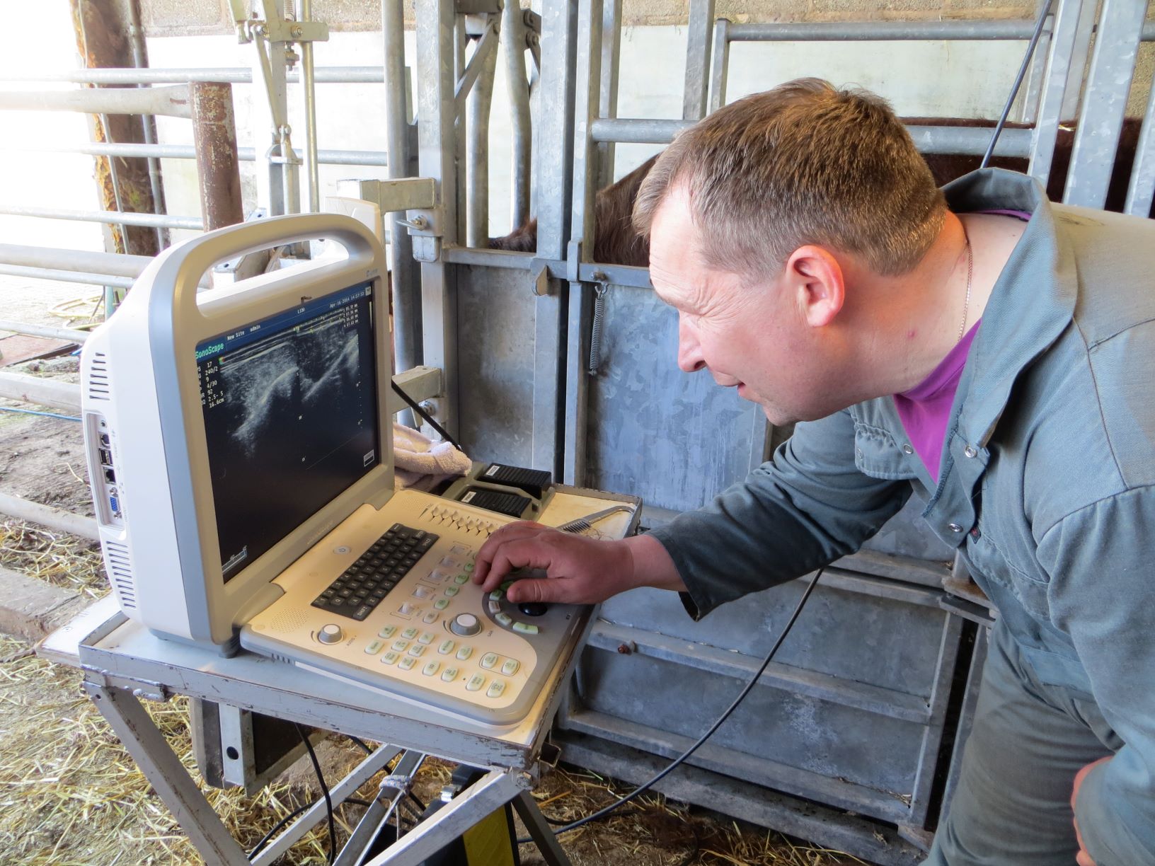 Ultrasound scanning beef cattle | Signet Breeding