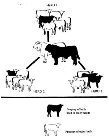 Genetic linkage in beef recording programmes | Signet Breeding