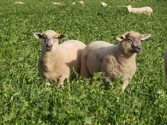 Hampshire Down sired lambs